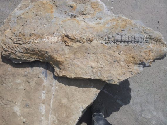 Icthyosaur fossil